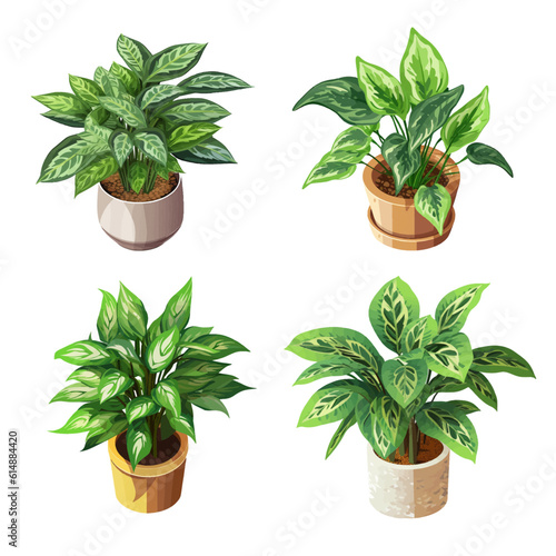 Chinese Evergreen plant in a pot