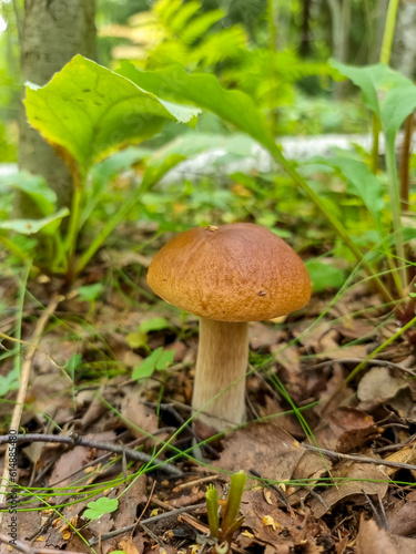Season two porcini white mushrooms in forest. Autumn season pick up mushrooms. Healthy vegetarian food growing in nature. porcini mushroom, Boletus mushroom, ceps growing in forest.