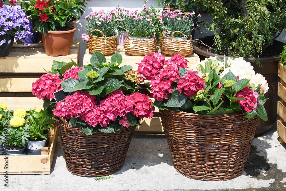 A product image of a flower shop: bright pink and white hydrangeas in the foreground and carnations behind them in wicker baskets, yellow marigolds and other flowers in plastic cups and thuja nearby