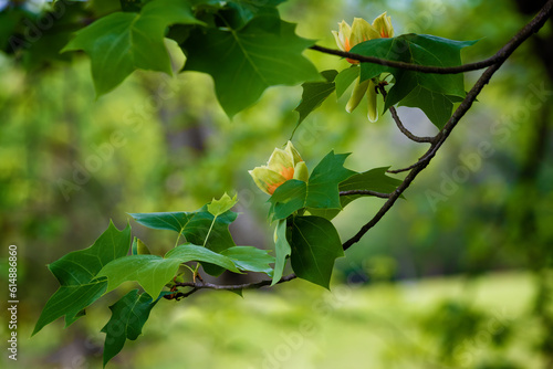 Schilderij op canvas Close up of blooming Tulip Poplar tree