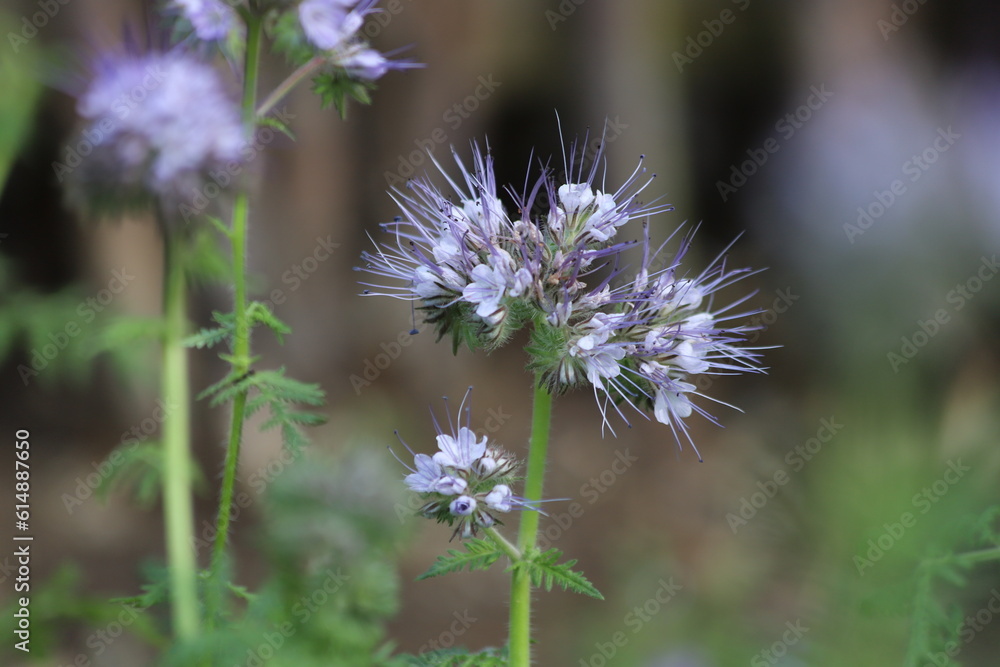 Flowers of the lacy phacelia, Phacelia tanacetifolia. Flowers of the lacy phacelia, Phacelia tanacetifolia.