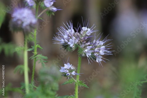 Flowers of the lacy phacelia  Phacelia tanacetifolia.