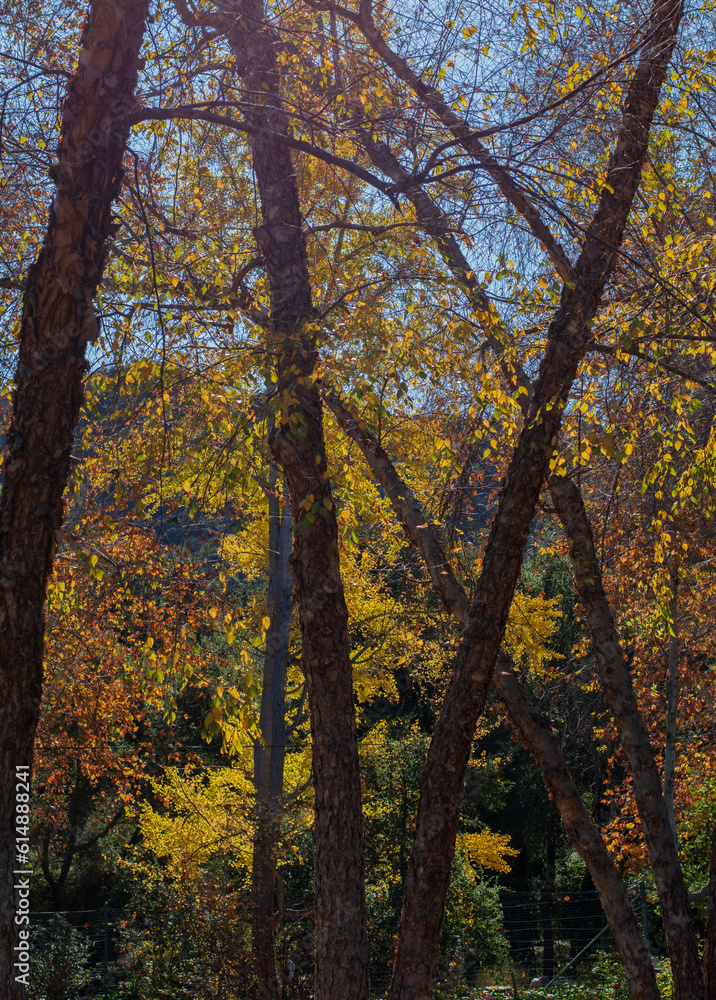 autumn trees in the forest