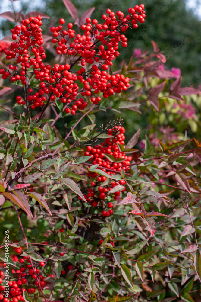 Fototapeta premium holly berry