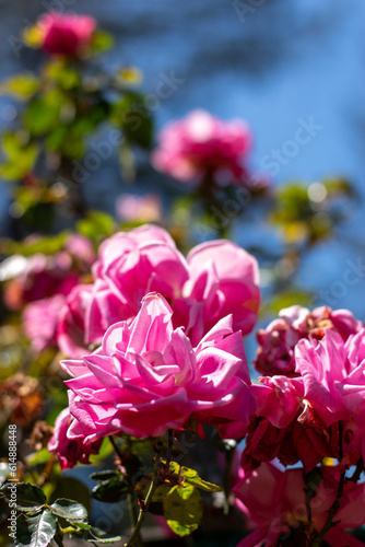 pink rose bush