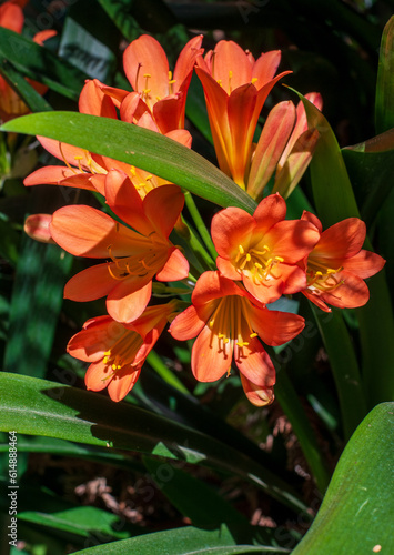 orange tiger lily