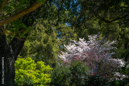 spring in the forest