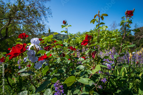 flowers in the garden