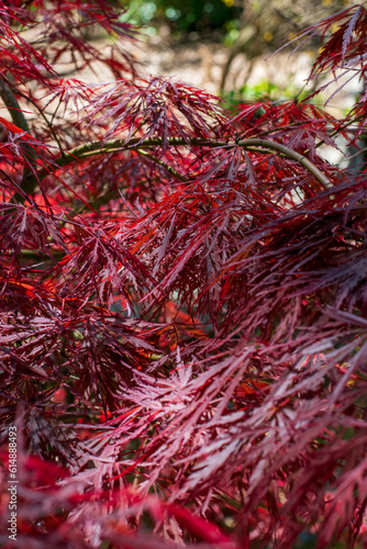red leaves and branches