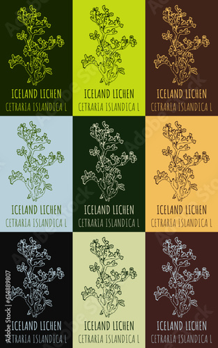 Set of vector drawing of ICELAND LICHEN  in various colors. Hand drawn illustration. Latin name CETRARIA ISLANDICA L.
