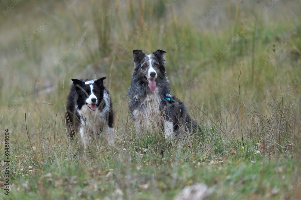 The border collies in the forest