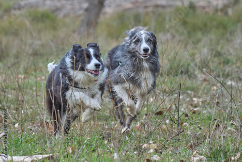 The border collies in the forest