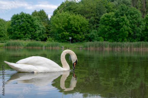 white swans on a pond on a clear day