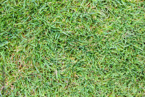 Grass, fresh cut lawn in close up.