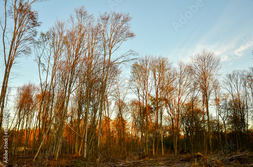 Landscape photo of overstayed undergrowth after storm in a woodland in golden light of sunset
