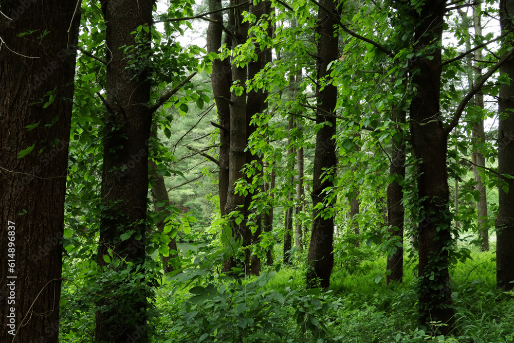 trees in the forest trees in the forest