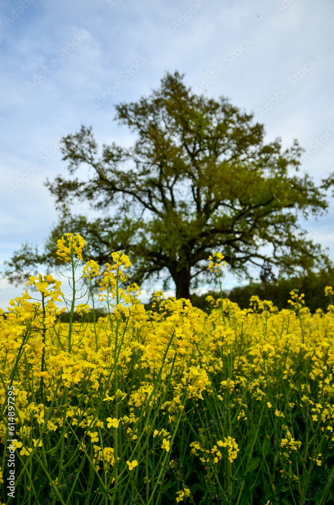 A large yellow canola field in front of a single large green tree in the background