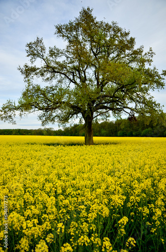 A large tree stands all alone in the middle of a yellow canola field under a blue slightly cloudy sky