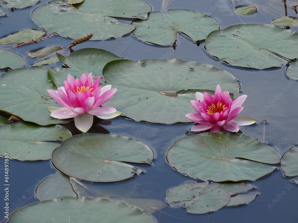 Nymphaea alba, the white waterlily, European white water lily or white nenuphar i sunlight. Nymphaea alba, the white waterlily, European white water lily or white nenuphar i sunlight.