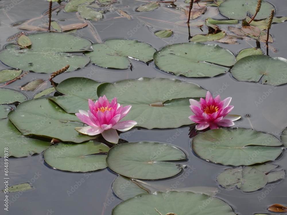 Nymphaea alba, the white waterlily, European white water lily or white nenuphar i sunlight. Nymphaea alba, the white waterlily, European white water lily or white nenuphar i sunlight.