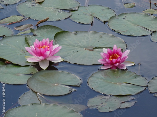 Nymphaea alba, the white waterlily, European white water lily or white nenuphar i sunlight.