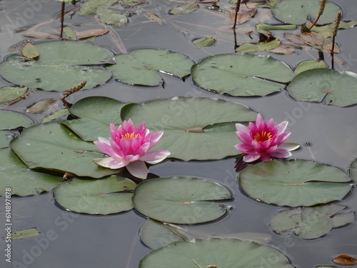 Nymphaea alba, the white waterlily, European white water lily or white nenuphar i sunlight.