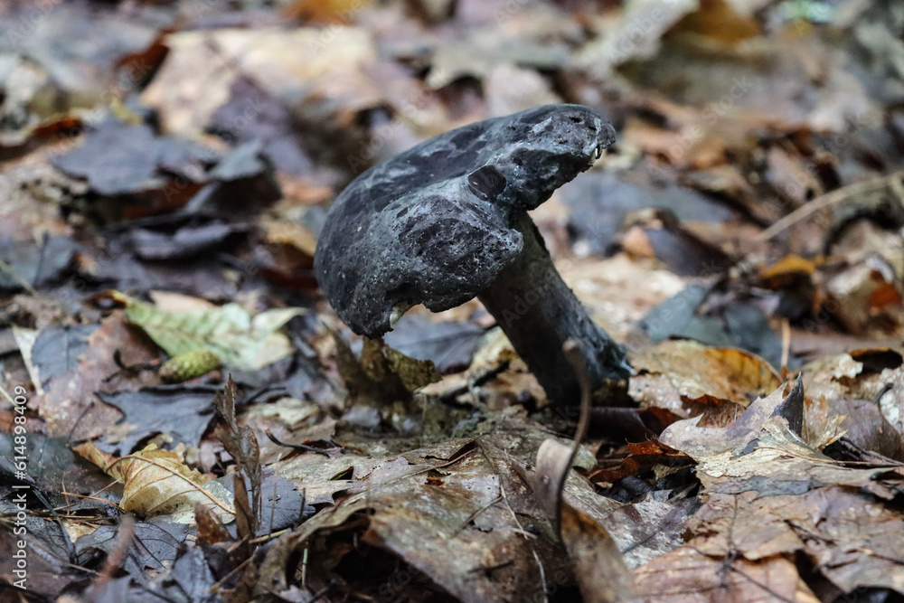 mushrooms in the forest