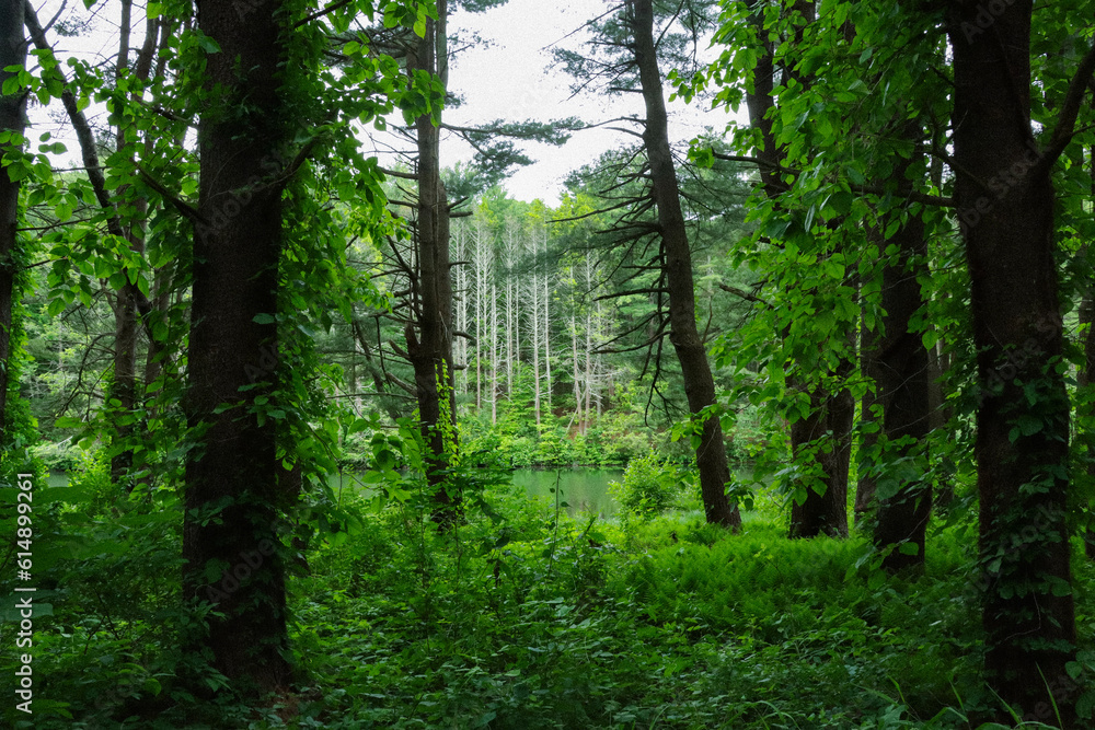Fototapeta premium green forest in the morning