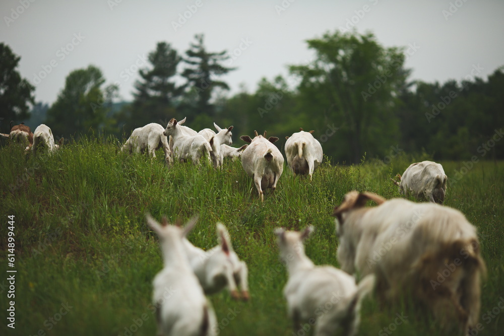Saanan dairy goats on a small farm in Ontario, Canada.