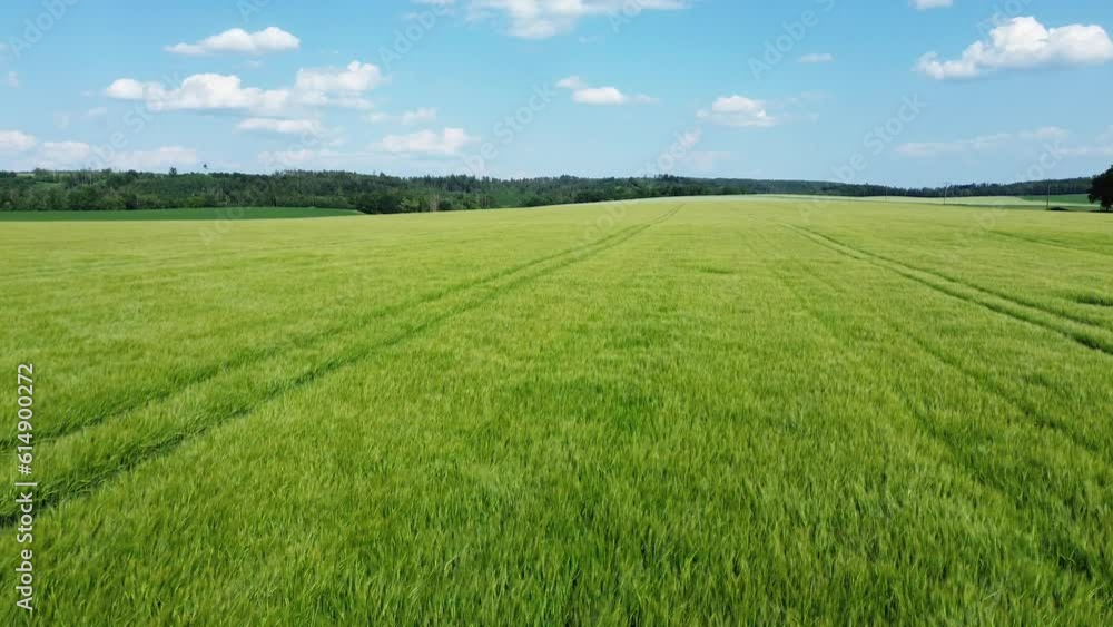 Serenity in the Fields: A Mesmerizing Drone Flight Over a Sunlit Wheat Field in Stunning 4K Resolution Serenity in the Fields: A Mesmerizing Drone Flight Over a Sunlit Wheat Field in Stunning 4K Resolution
