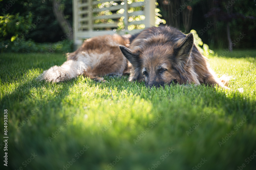 Stary pies odpoczywający w ogrodzie na zielonej trawie - obrazy, fototapety, plakaty 
