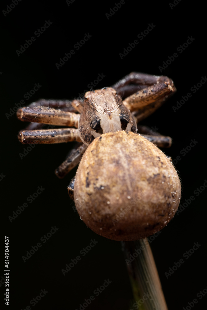 Crab Spider Xysticus ulmi, Closeup of a female crab spider (Xysticus