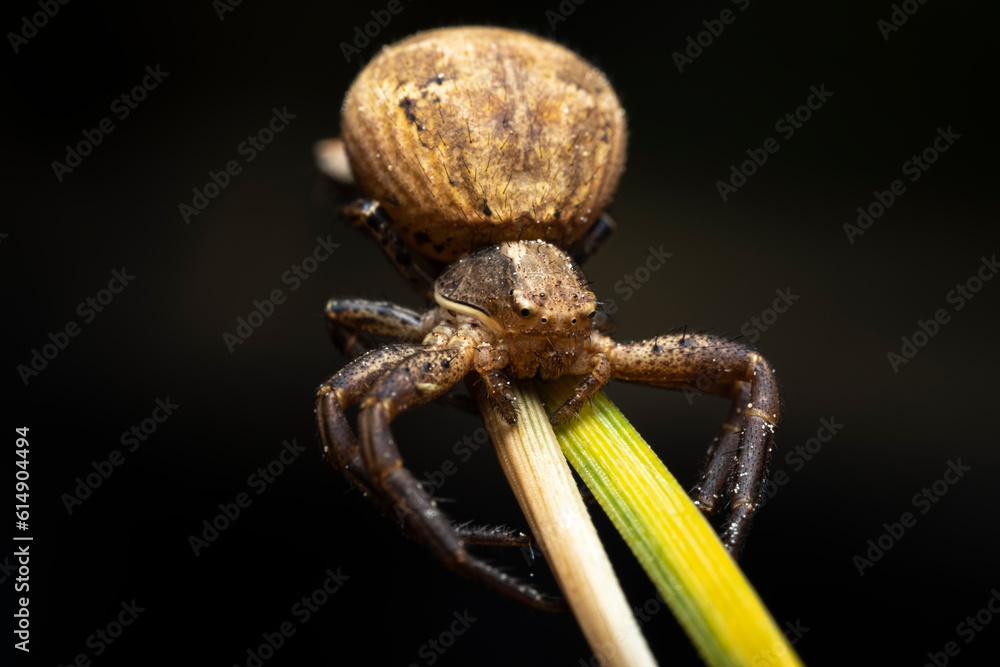 Crab Spider Xysticus ulmi, Closeup of a female crab spider (Xysticus ulmi) in a threatening