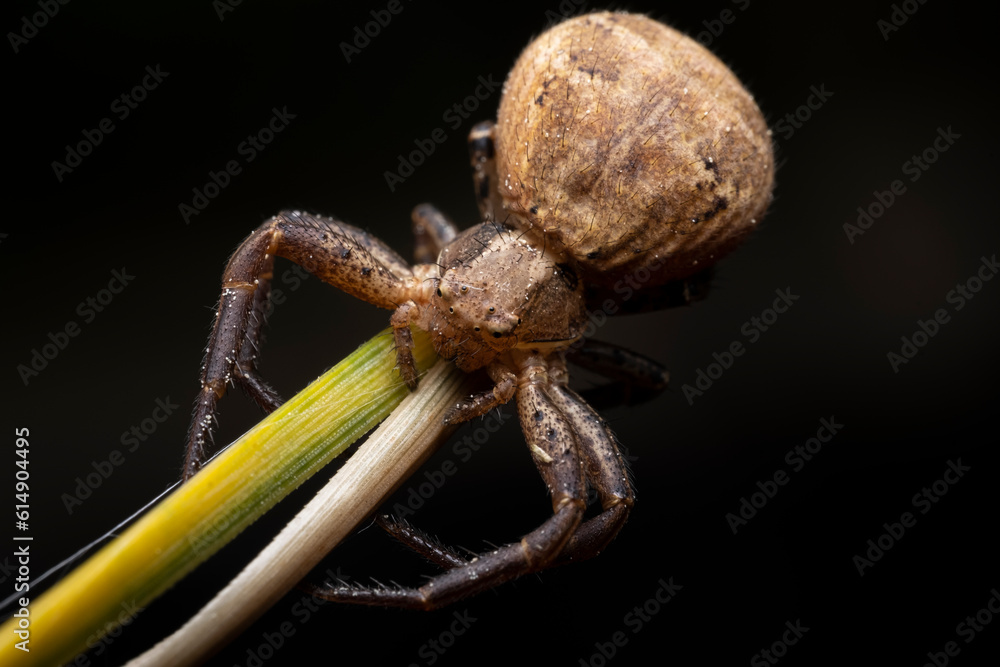 Crab Spider Xysticus ulmi, Closeup of a female crab spider (Xysticus