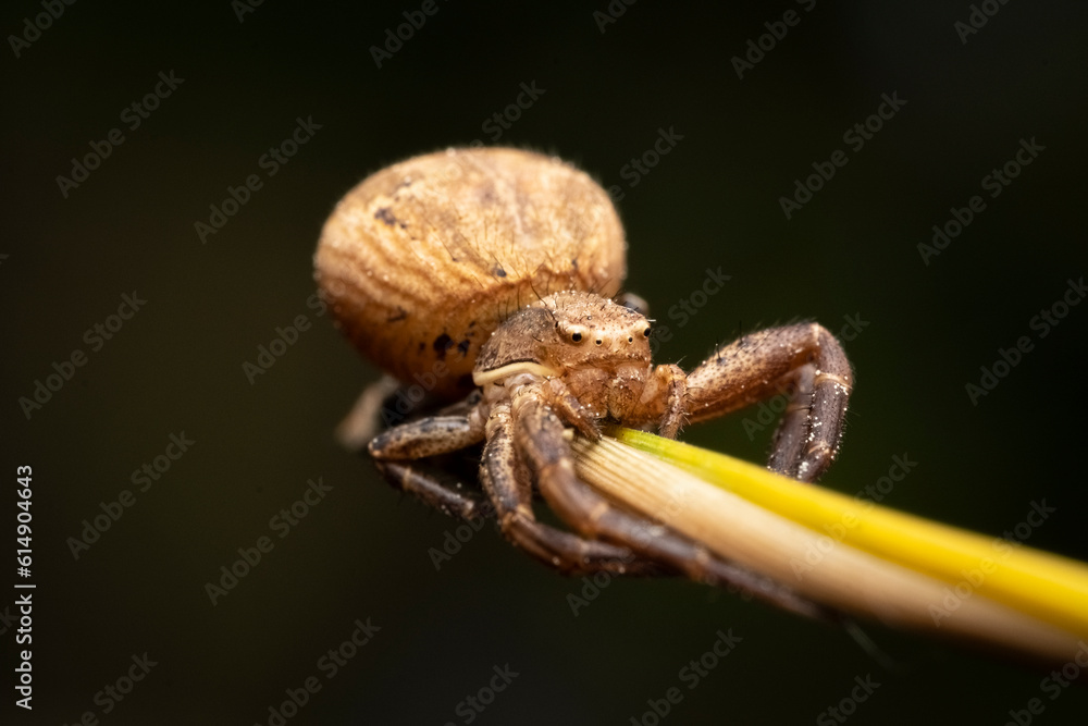 Crab Spider Xysticus ulmi, Closeup of a female crab spider (Xysticus