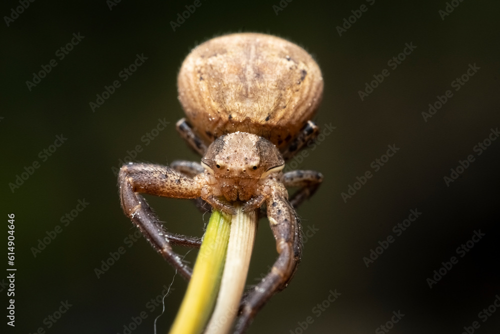 Crab Spider Xysticus ulmi, Closeup of a female crab spider (Xysticus