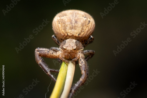 Crab Spider Xysticus ulmi, Close-up of a female crab spider (Xysticus ulmi) in a threatening position. The venomous spider is not dangerous to humans, a hunter spider. photo