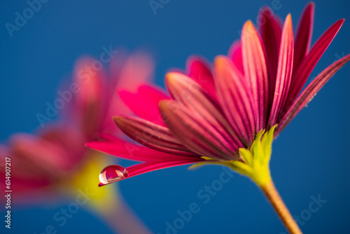 Canvas Print flower with dew dop - beautiful macro photography with abstract bokeh background