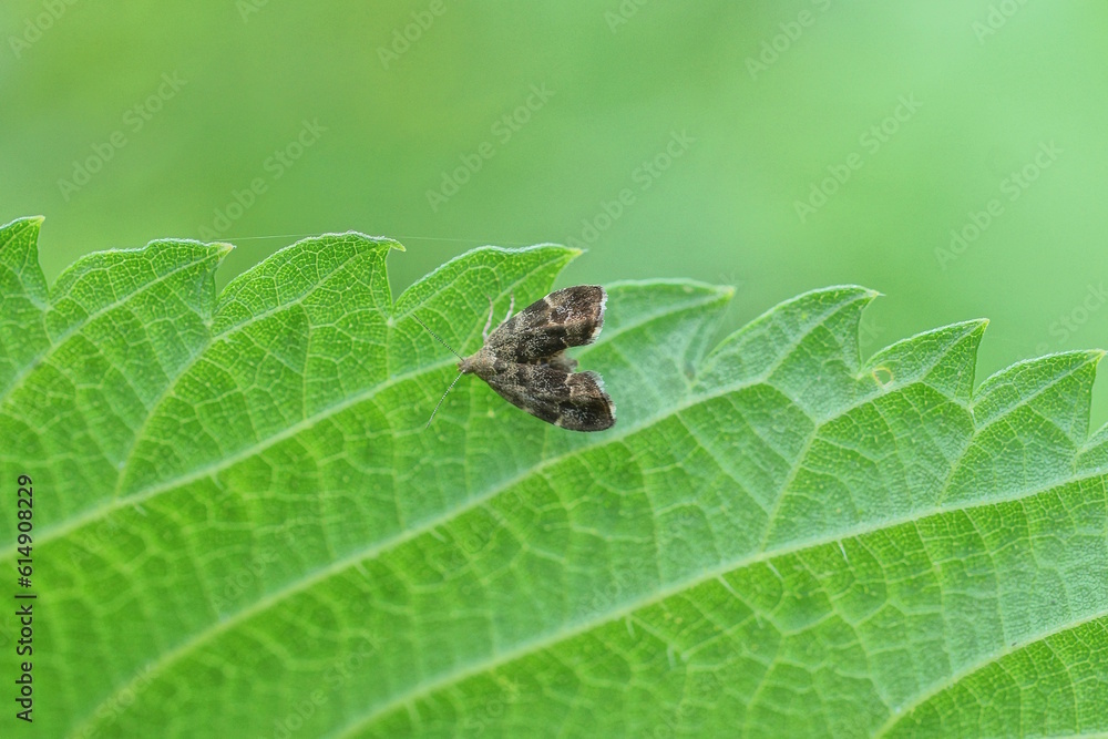 one small gray moth sits on a green leaf plant outdoors in nature one small gray moth sits on a green leaf plant outdoors in nature