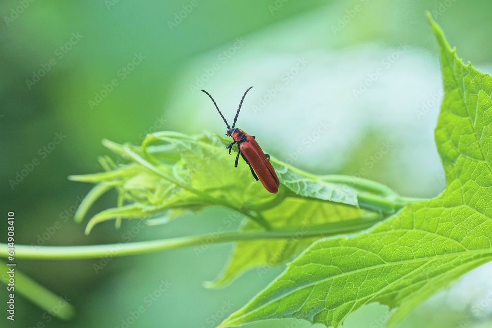 one small red beetle sits on a green leaf in the garden