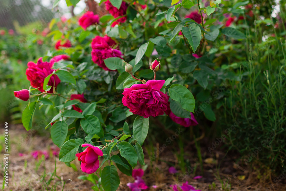 Close up of crimson William Shakespeare rose blooming in garden by lavender. Cupped magenta bloom. Cluster of flowers Close up of crimson William Shakespeare rose blooming in garden by lavender. Cupped magenta bloom. Cluster of flowers