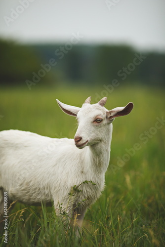 Wallpaper Mural Saanan dairy goats on a small farm in Ontario, Canada. Torontodigital.ca