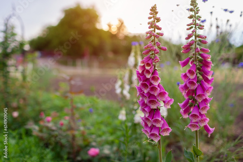 Close up of bright pink foxglove flowers blooming in summer garden at sunset. Digitalis in blossom. Floral background photo
