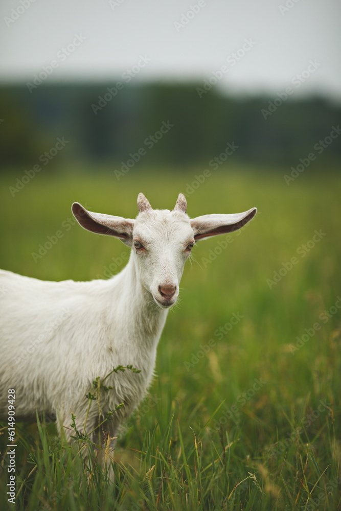 Saanan dairy goats on a small farm in Ontario, Canada.