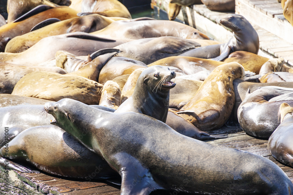 Fototapeta premium sea lions on the beach