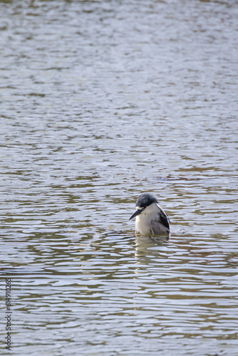 bird in the water