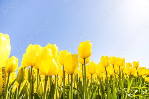 Fields of colorful yellow tulips #614911232