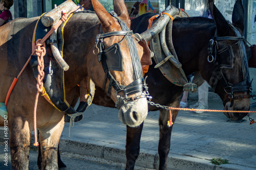 Horses paired with harnesses pulling carts.