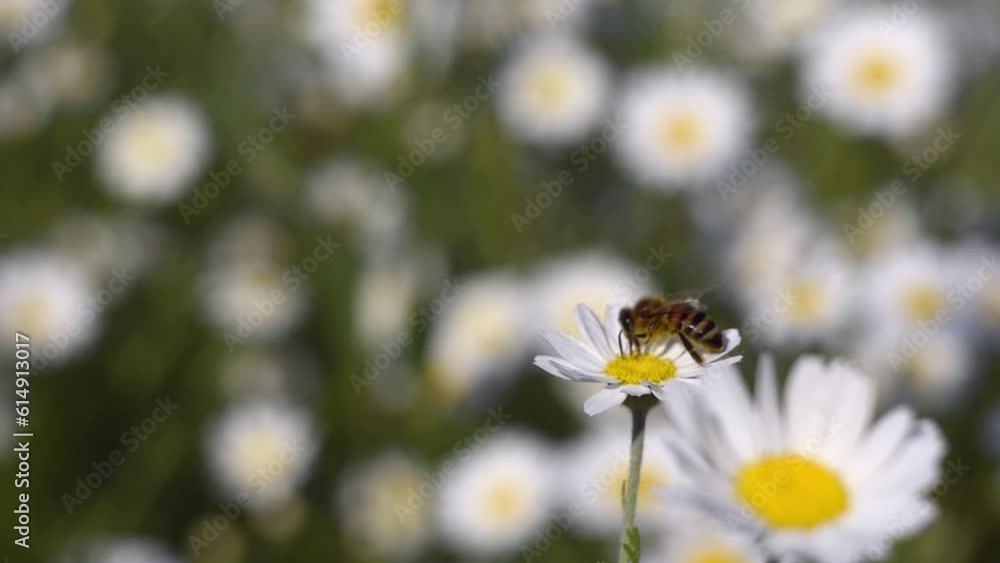 Close-up of a honey bee. A bee collects nectar pollen on a chamomile. Summer sunny day. Close-up of a honey bee. A bee collects nectar pollen on a chamomile. Summer sunny day.