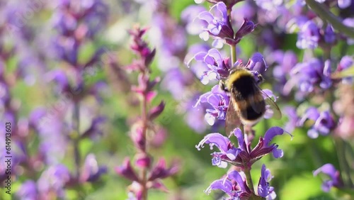 A bumblebee insect collects pollen from purple sage flowers. The insect pollinates the plant close-up.